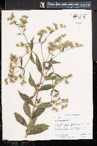 Eupatorium altissimum image