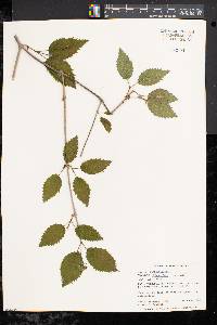 Viburnum dentatum var. lucidum image