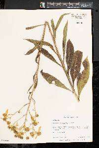 Verbesina alternifolia image