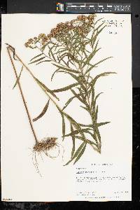 Solidago graminifolia image