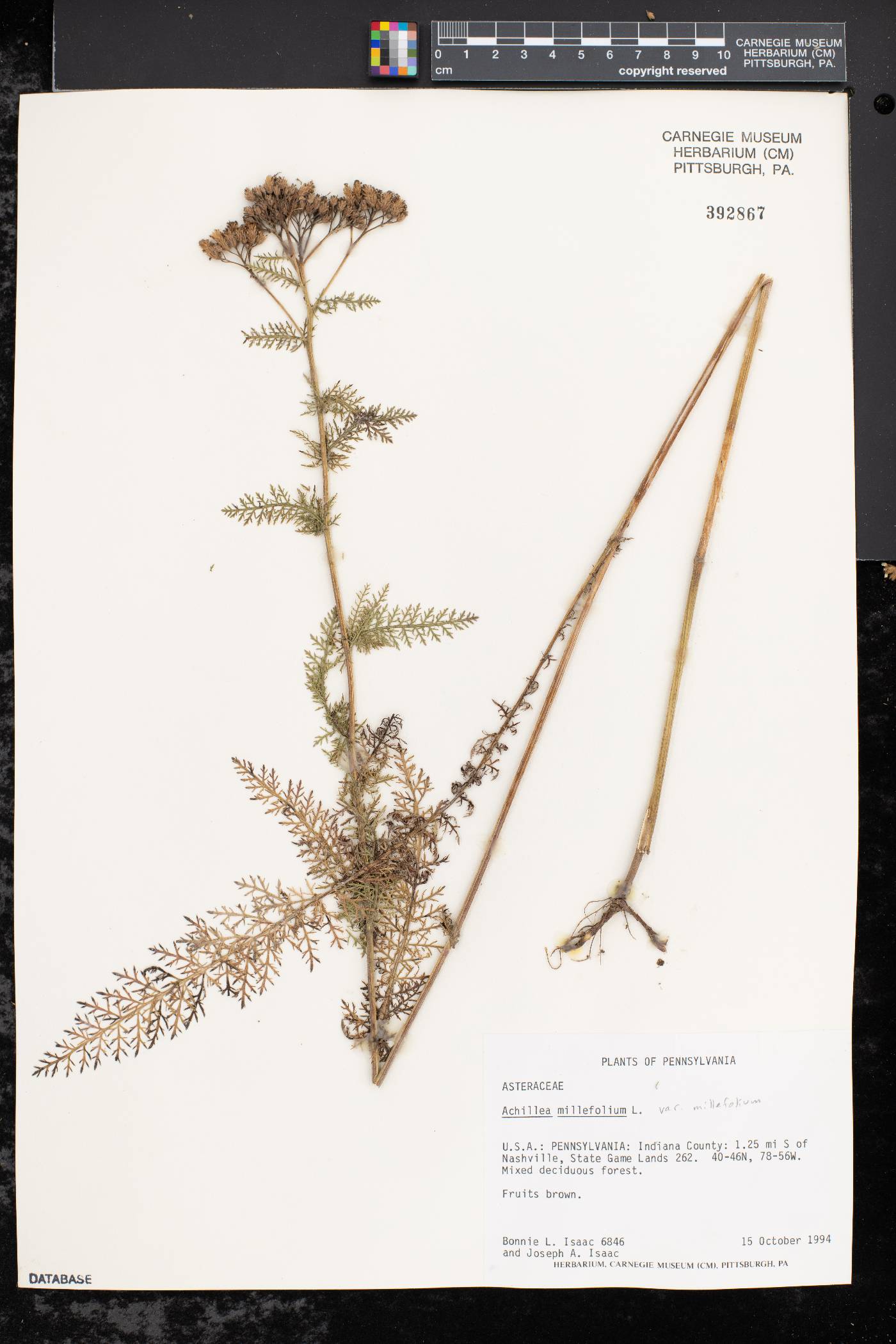 Achillea millefolium var. millefolium image