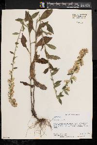 Solidago bicolor image