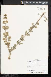 Origanum heracleoticum image