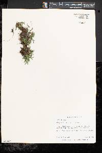 Selaginella rupestris image