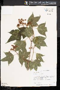 Viburnum trilobum image