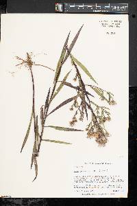 Symphyotrichum lanceolatum var. lanceolatum image