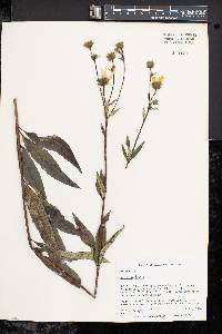 Silphium asteriscus var. trifoliatum image