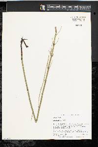 Equisetum fluviatile image