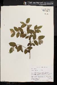 Lonicera morrowii image