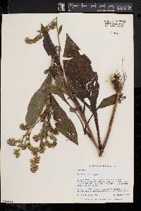 Solidago patula image