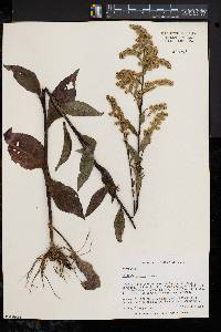 Solidago patula image