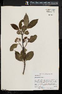 Viburnum cassinoides image