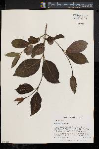 Viburnum cassinoides image