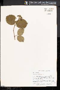 Viburnum dentatum var. lucidum image