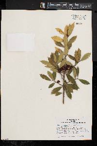 Ilex pseudoumbelliformis image