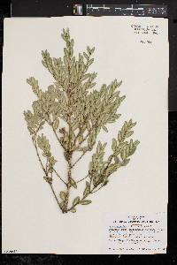 Buxus sempervirens image