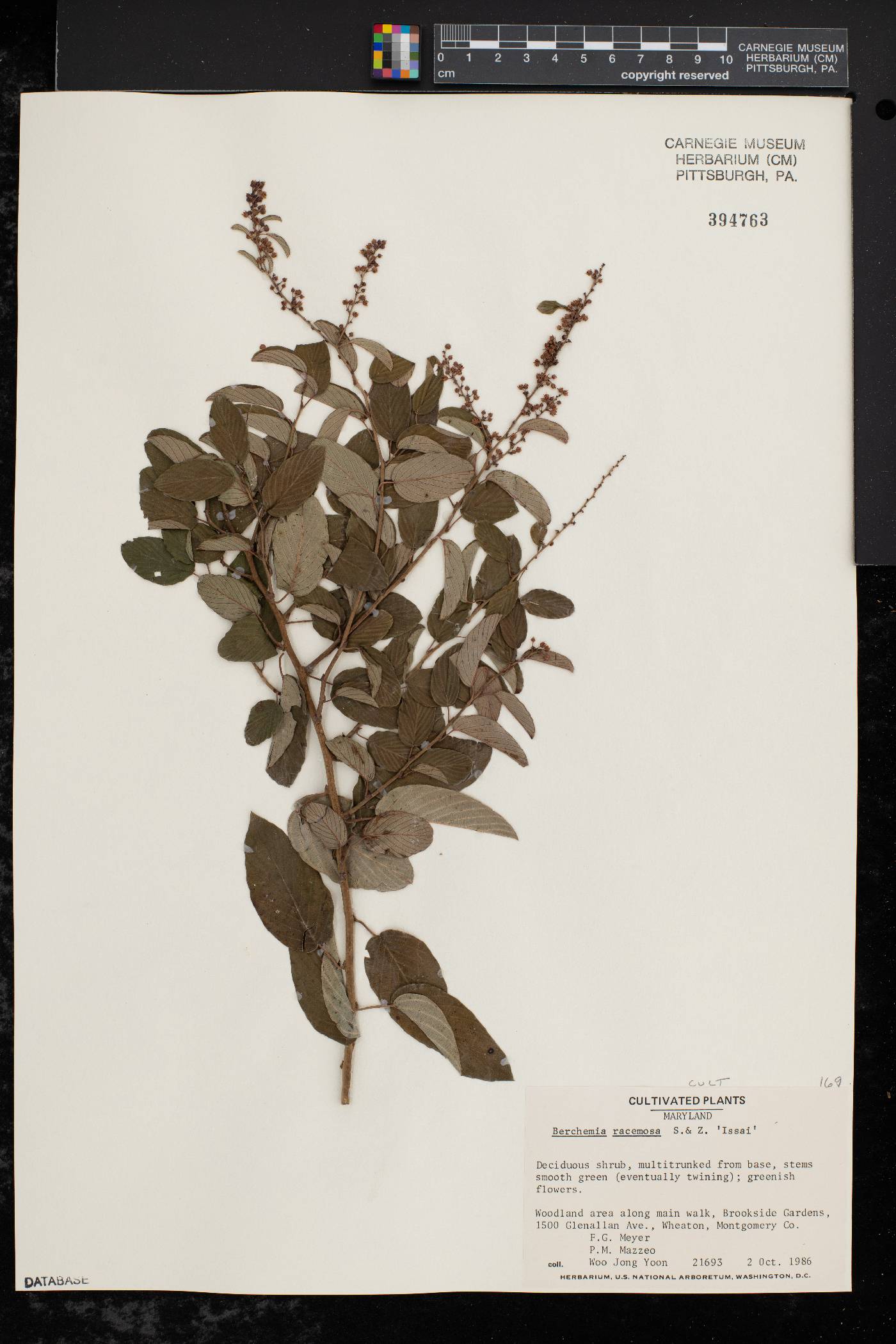 Berchemia racemosa image