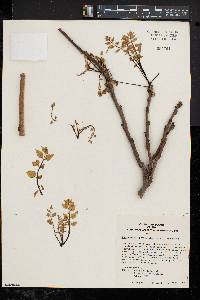 Koelreuteria paniculata image