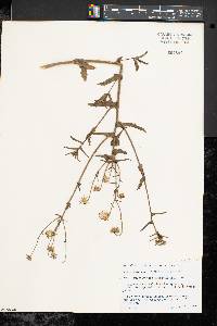Image of Osteospermum hyoseroides