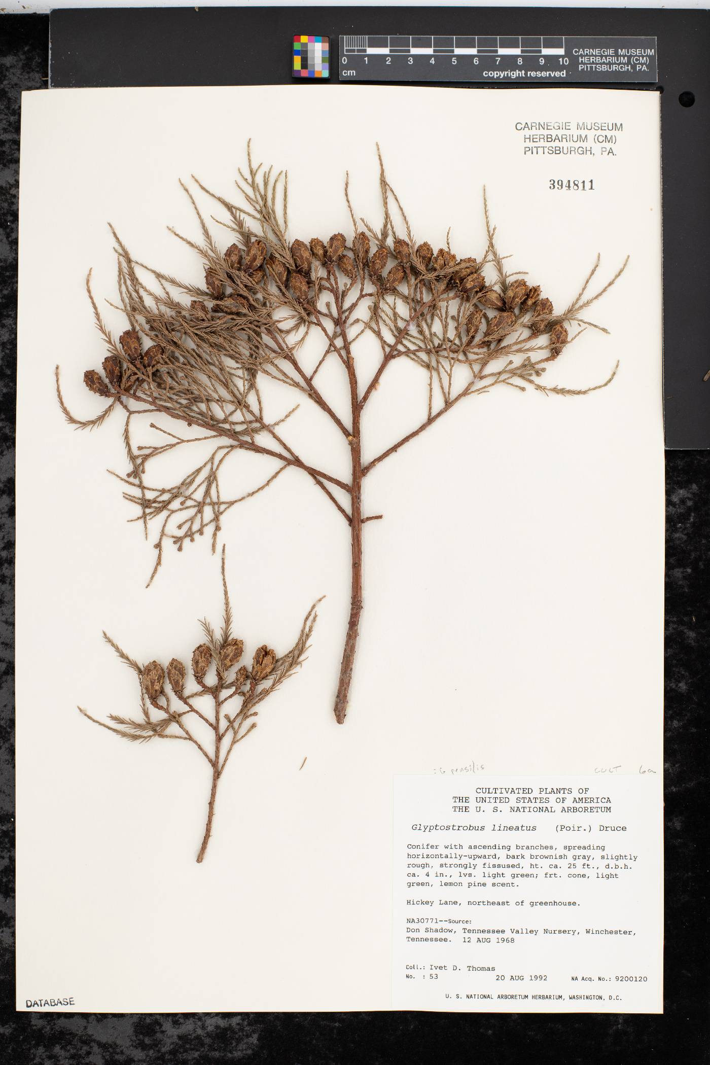 Glyptostrobus pensilis image