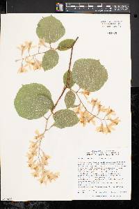 Styrax obassia image