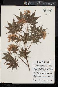 Acer palmatum image