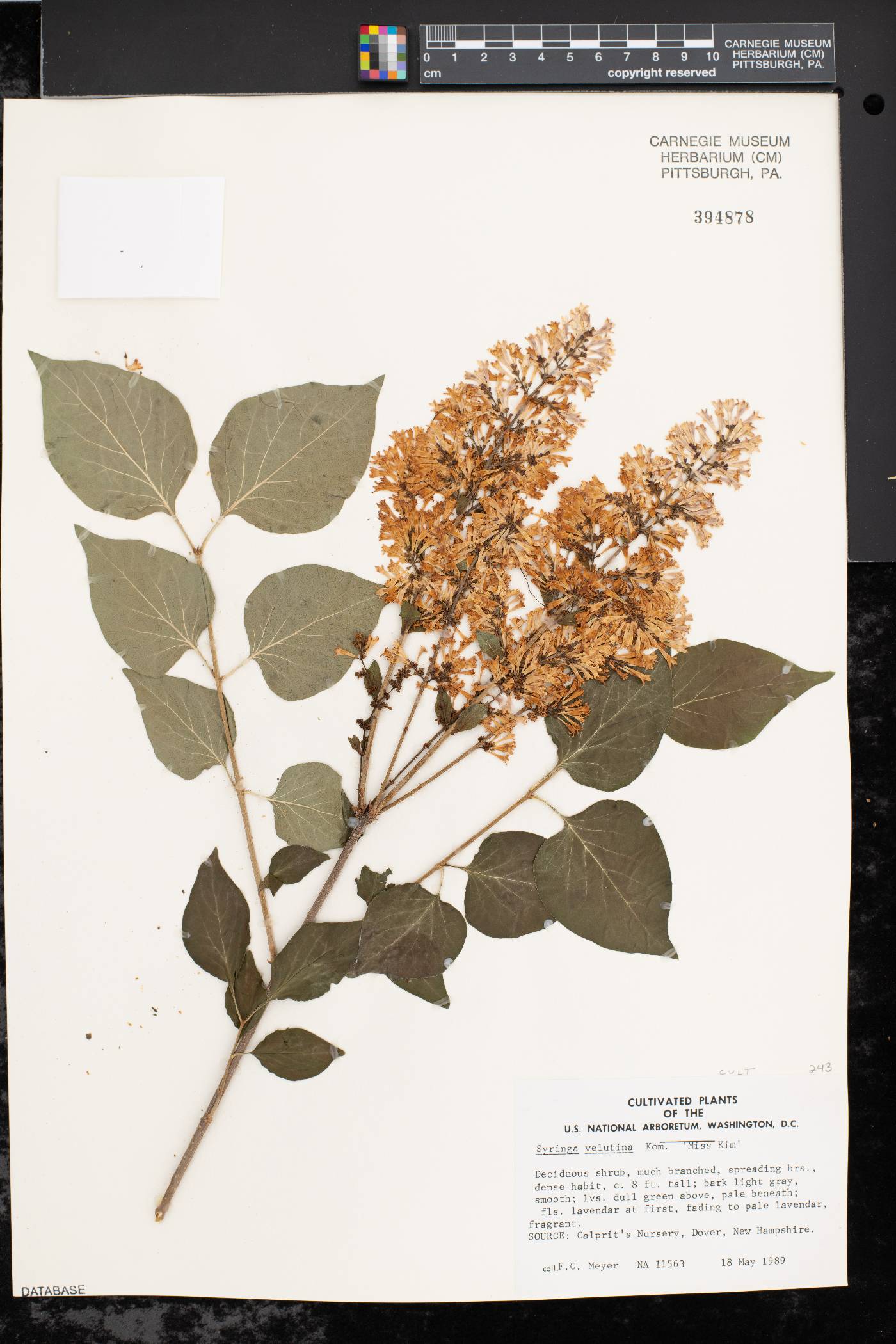 Syringa pubescens subsp. patula image