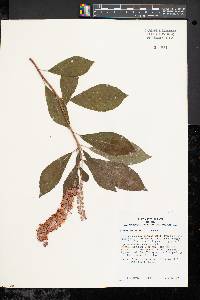 Clethra alnifolia image