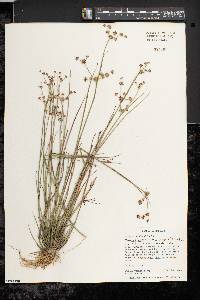 Juncus subcaudatus image