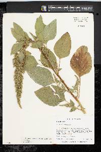 Amaranthus hybridus image