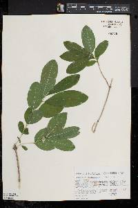 Lonicera oblongifolia image