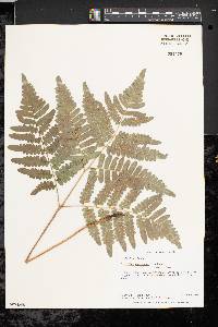 Pteridium aquilinum var. latiusculum image