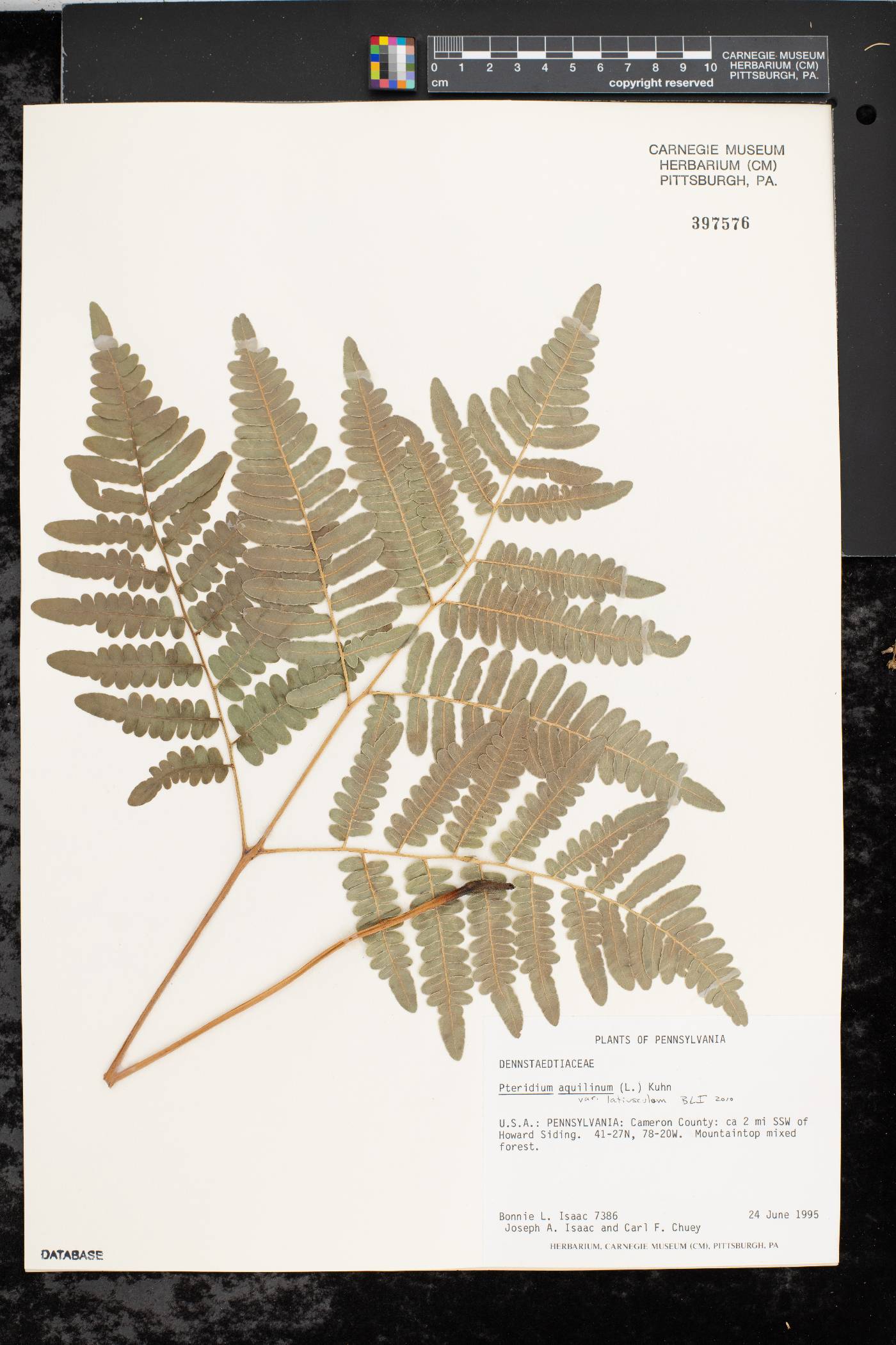 Pteridium aquilinum var. latiusculum image