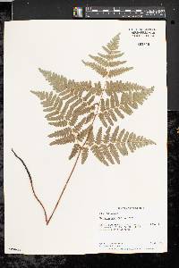 Pteridium aquilinum var. latiusculum image