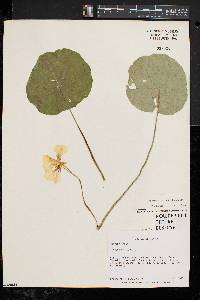 Tropaeolum majus image