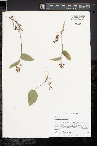 Maianthemum canadense image