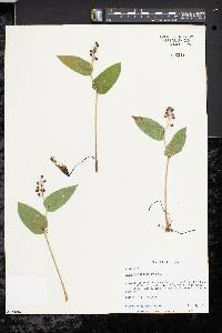 Maianthemum canadense image