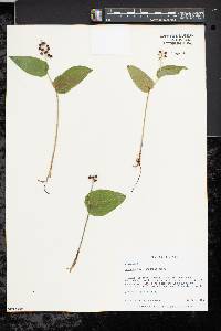 Maianthemum canadense image