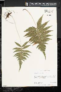 Phegopteris connectilis image