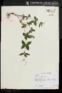 Galium circaezans image