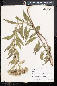 Eupatorium altissimum image