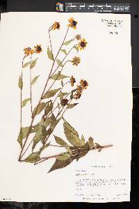 Rudbeckia triloba image