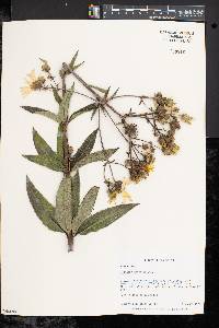 Silphium asteriscus var. trifoliatum image