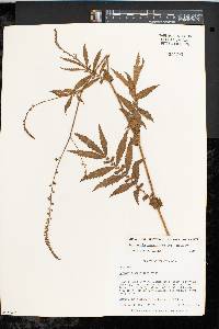 Agrimonia parviflora image