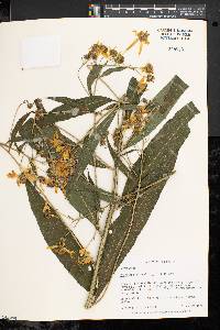 Verbesina alternifolia image