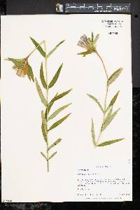 Gentiana linearis image