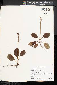 Pyrola elliptica image