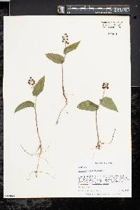 Maianthemum canadense image