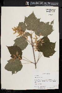 Acer spicatum image