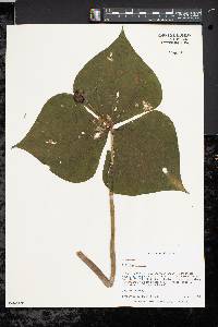 Trillium erectum image